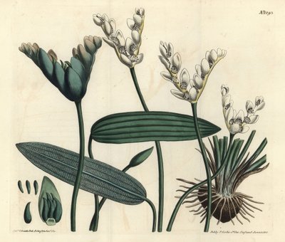 Aponogeton geurig - Cap-pondweed, Aponogeton distachyos (Gevorkte aponogeton, Aponogeton distachyon). Handgekleurde kopergravure door F. Sansom Jr. naar een illustratie van Sydenham Edwards uit William Curtis