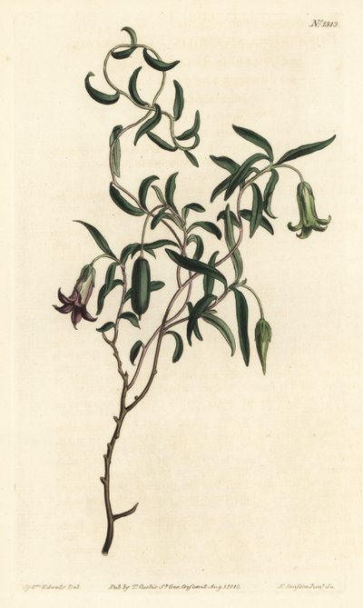 Appelbes of veranderlijke bloemige billardiera, uit William Curtis
