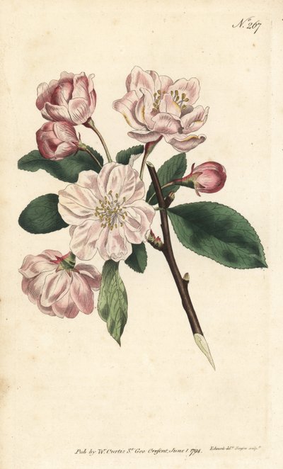 Appelboom met sierbloemen - Chinese bloeiende appel, Malus spectabilis (Chinese appelboom, Pyrus spectabilis). Handgekleurde kopergravure door Sansom naar een illustratie van Sydenham Edwards uit William Curtis