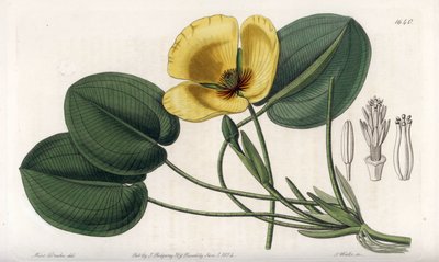 Waterpapaver door Sydenham Teast Edwards
