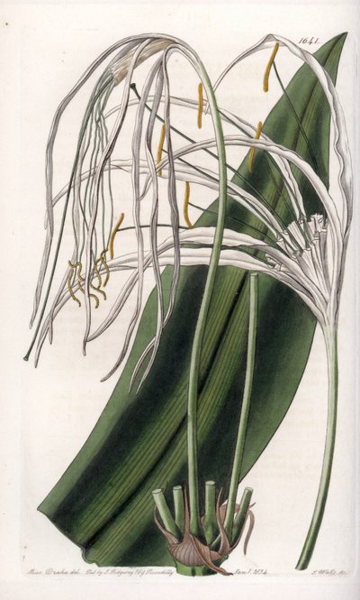 Spinlelie of zeenarcis of zeelilie - Plaat gegraveerd door S.Watts, naar een illustratie van Sarah Anne Drake (1803-1857), uit het Botanical Register van Sydenham Edwards (1768-1819), Engeland door Sydenham Teast Edwards