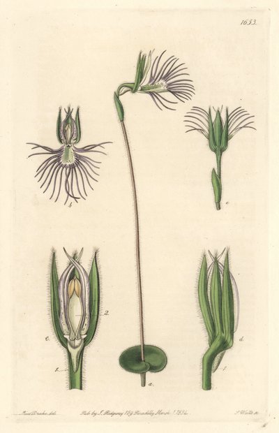Spinorchidee, afkomstig uit Zuid-Afrika door Sydenham Teast Edwards