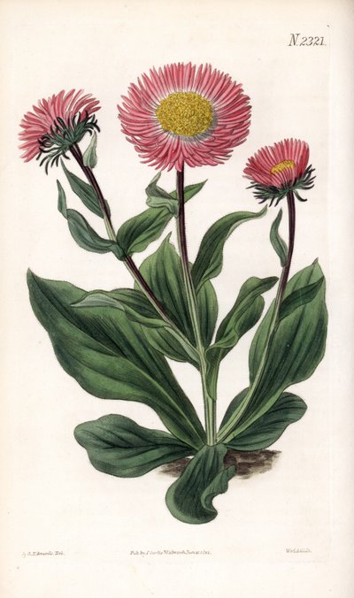 Aster Variete - uit Samuel Curtis