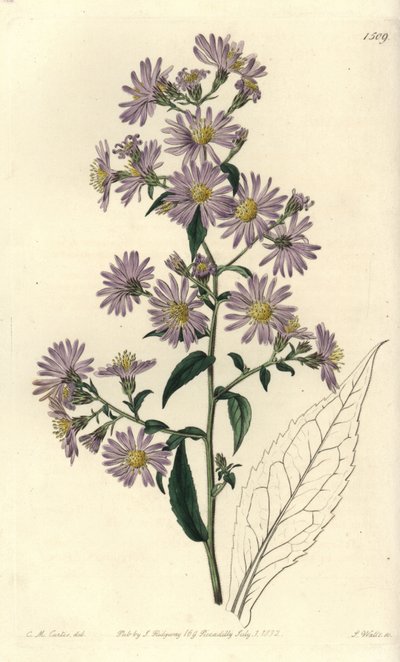 Panikelde aster door Sydenham Teast Edwards