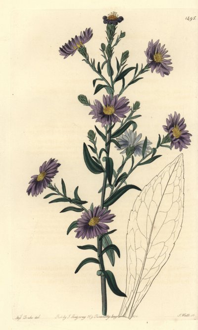 Aster variëteit - Gladde aster, Symphyotrichum laeve (Glaucous aster, Aster cyaneus). Handgekleurde kopergravure door S. Watts naar een illustratie van Miss Sarah Drake uit Sydenham Edwards
