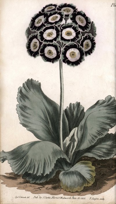 Aurikel of berenoor. Gekleurde kopergravure, illustratie door Sydenham Edwards voor Conferences of Botanical, Botanical Garden of Lambeth door Sydenham Teast Edwards