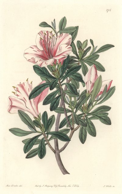 Azalea van Bloemisten door Sydenham Teast Edwards