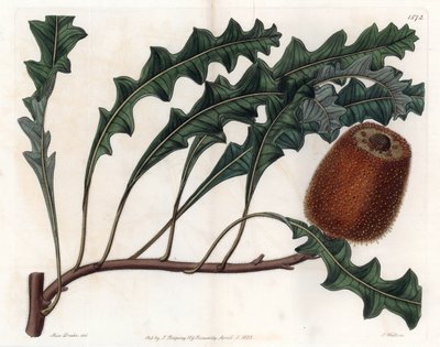 Banksia gardneri, Australische Oiginary door Sydenham Teast Edwards
