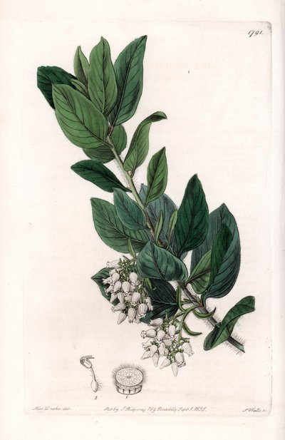 Beren Druif, oorspronkelijk uit Californië - uit het Botanical Register van Sydenham Edwards (1768-1819), Engeland door Sydenham Teast Edwards
