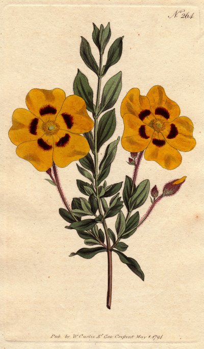 Mooie cistus heeft felgele bloemen versierd met karmozijn. Cistus formosus. Handgekleurde kopergravure naar een botanische illustratie door Sydenham Edwards uit William Curtis