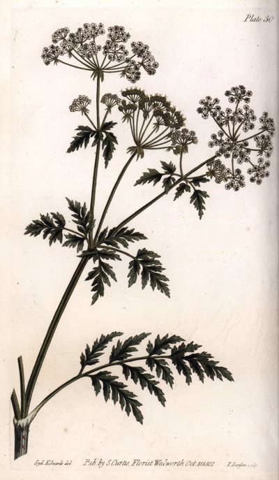 Grote hemlock door Sydenham Teast Edwards