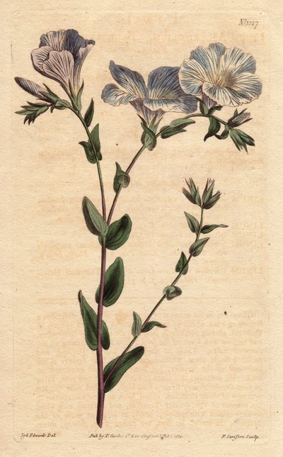 Blauw en wit linnen, met lichtblauwe bloemen, inheems in Europa. Blauw en wit vlas met lichtblauwe bloemen. Een inheemse van Europa. Linum ascyrifolium. Handgekleurde kopergravure naar een botanische illustratie door Sydenham Edwards uit William Curtis