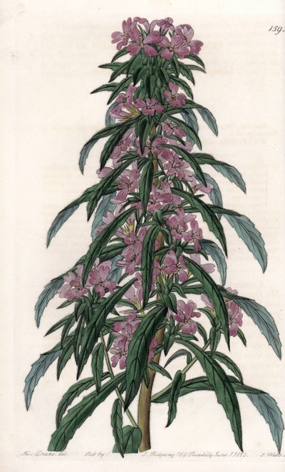 Boisduvalia variëteit, dichtbloemige epilobium door Sydenham Teast Edwards