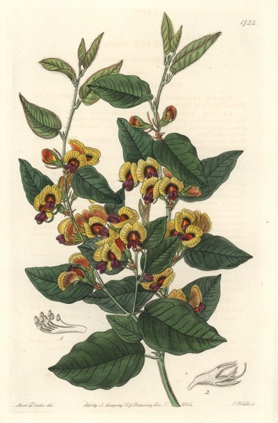 Bossiaea met grote bloemen, van Australische oorsprong door Sydenham Teast Edwards