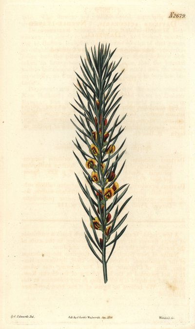 Tak met naalden, van een struik Daviesia Aicularis, inheems in Australië. Illustratie door Sydenham Edwards, gravure door Weddell. Ets in The Curtis Botanical Magazine, door Samuel Curtis door Sydenham Teast Edwards