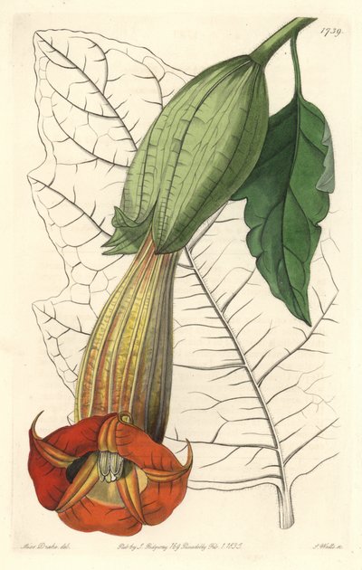 Brugmansia ecarlate door Sydenham Teast Edwards