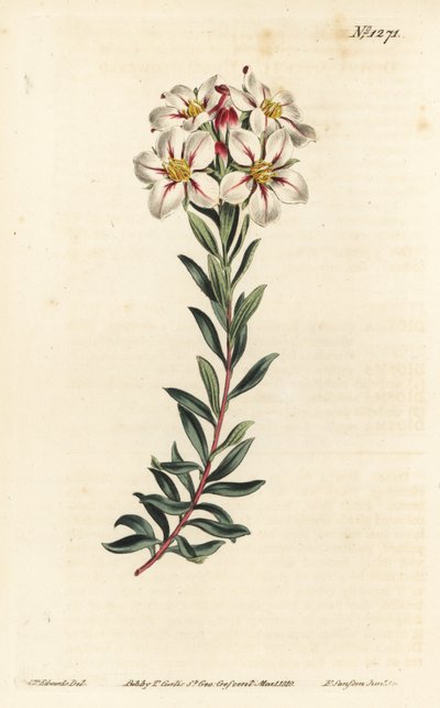 Buchu, Adenandra villosa (Schermbloemige diosma, Diosma speciosa) - uit William Curtis