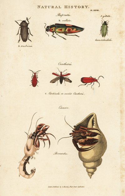 Bupreste en pagure (heremietkreeft) - Juweelkevers, Buprestis ocellata, scharlaken cantharis, en gewone heremietkreeft, Pagurus bernhardus (Cancer bernardus) door Sydenham Teast Edwards