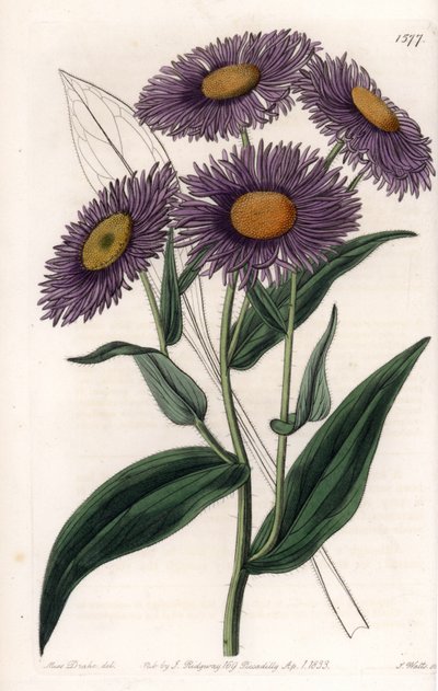Californische Erigeron - Plaat gegraveerd door S.Watts, uit een illustratie van Sarah Anne Drake, uit het Botanical Register van Sydenham Edwards, Engeland door Sydenham Teast Edwards