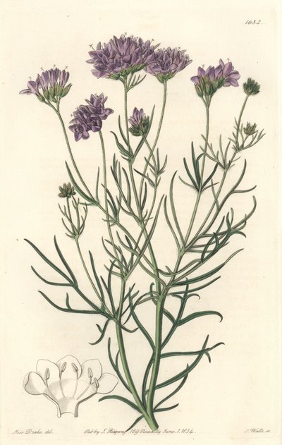 California Gilia, uit het Botanical Register door Sydenham Teast Edwards