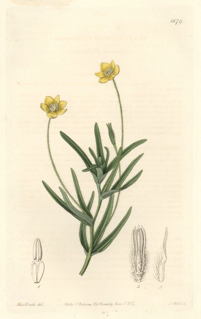 Californische Platystemon door Sydenham Teast Edwards