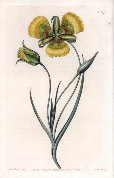 Calochortus met grote gele bloemen door Sydenham Teast Edwards
