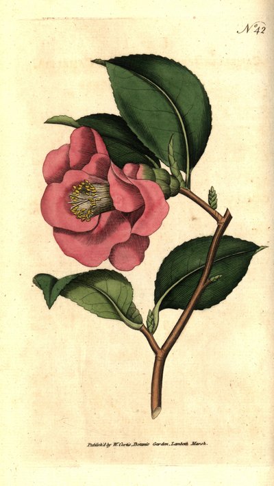 Camellia uit Japan door Sydenham Teast Edwards