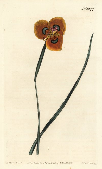 Kaapse tulp - Oranje gekleurde moraea, Moraea tulbaghensis (Moraea pavonia) - uit William Curtis