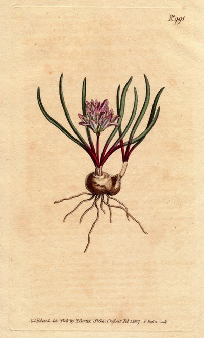 Kaapse hyacint, met bol, scharlaken bladeren en lichtroze bloemen door Sydenham Teast Edwards