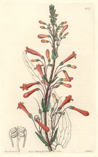 Chelone, inheems in Californië door Sydenham Teast Edwards