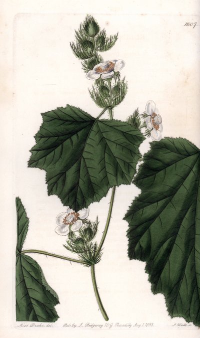 Kastanjewijnstok - Plaat gegraveerd door S.Watts, naar een illustratie van Sarah Anne Drake (1803-1857), uit het Botanical Register van Sydenham Edwards (1768-1819), Engeland door Sydenham Teast Edwards