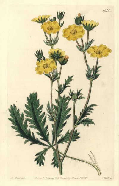 Potentilla laciniosa door Sydenham Teast Edwards