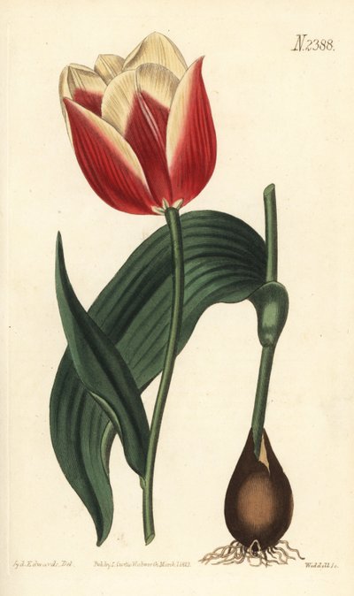 Claramond tulp, Tulipa suaveolens var. latifolia. Handgekleurde kopergravure door Weddell naar een botanische illustratie door Sydenham Edwards uit William Curtis