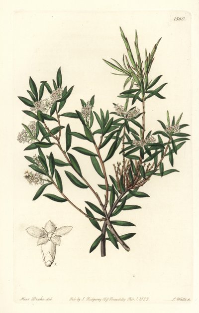 Kustbaardheide of kleinbloemige wittebaard, Leucopogon parviflorus door Sydenham Teast Edwards