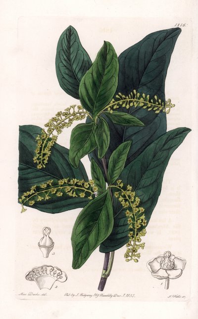 Coccoloba variete, inheems in de West-Indië - uit het Botanical Register van Sydenham Edwards (1768-1819), Engeland door Sydenham Teast Edwards