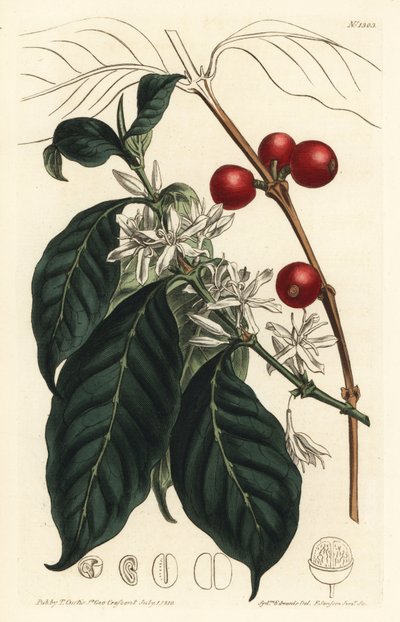 Koffieplant arabica - Koffieboom, Coffea arabica. Handgekleurde kopergravure door F. Sansom Jr. naar een illustratie van Sydenham Edwards uit William Curtis
