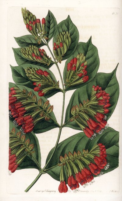 Combretum Variete, Rode Bloem Graphips - Gegraveerd door S.Watts, naar een illustratie van Sarah Anne Drake (1803-1857), uit het Botanical Register van Sydenham Edwards (1768-1819), Engeland door Sydenham Teast Edwards