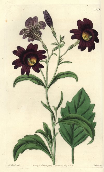 Kronkelige Salpiglossis - Geschilderde tong, Salpiglossis sinuata (Donkerpaarse salpiglossis, Salpiglossis atropurpurea) door Sydenham Teast Edwards