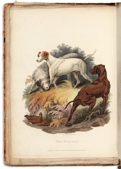 Cynographia Britannica: Bestaande uit Gekleurde Gravures van Verschillende Hondenrassen in Groot-Brittannië, 1800-05 door Sydenham Teast Edwards