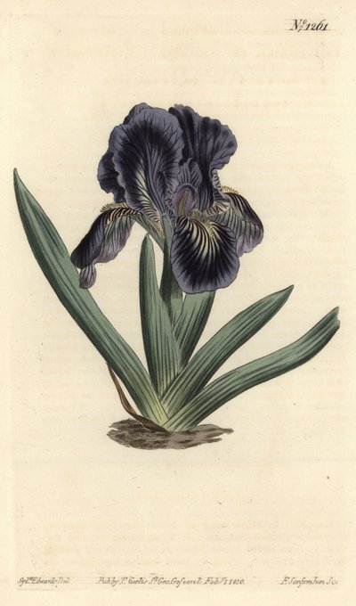 Dwergiris - Iris x binata (Paars-blauwe dwergvlag, Iris pumila var. violacea) - uit William Curtis