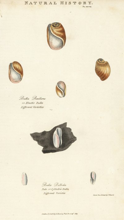 Elastische bula, Bulla resiliens, en bleke of cilindrische bula, Bulla pallida. Handgekleurde kopergravure naar Sydenham Edwards uit John Mason Good