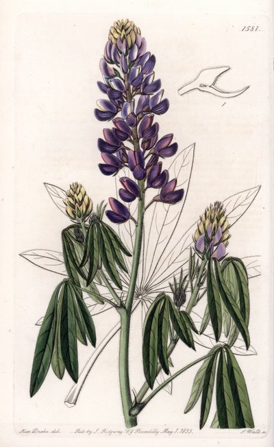 Elegante lupine of lupine uit Mexico door Sydenham Teast Edwards