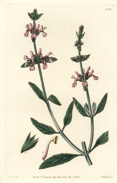 Epiary - Wittestengel stachys, Stachys albicaulis door Sydenham Teast Edwards