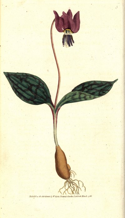 Erythrone hondentand, uit het Botanical Magazine door Sydenham Teast Edwards