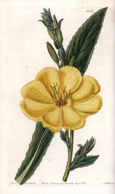 Avondprimula met grote bloemen - Gegraveerd bord door S.Watts, uit een illustratie van Sarah Anne Drake, uit het Botanical Register van Sydenham Edwards, Engeland door Sydenham Teast Edwards
