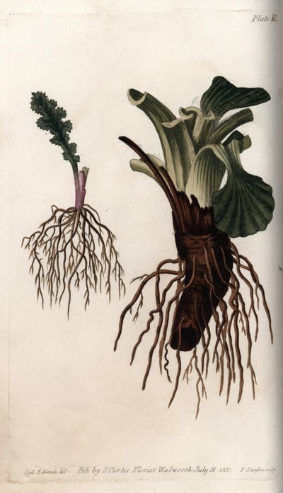 Vezelwortels van gewone senecon en grote weegbree (of weegbree van vogels). Gekleurde kopergravure, illustratie door Sydenham Edwards voor Conferences of Botanical, Botanical Garden of Lambeth door Sydenham Teast Edwards