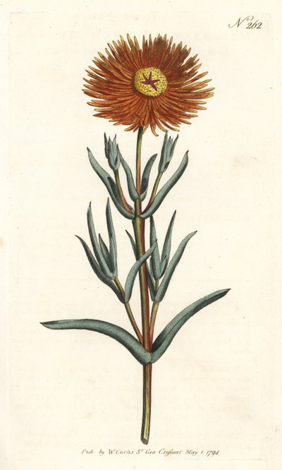 Vijg goudsbloem - Gouden vijg-goudsbloem, Mesembryanthemum aureum. Handgekleurde kopergravure door Sansom naar een illustratie van Sydenham Edwards uit William Curtis