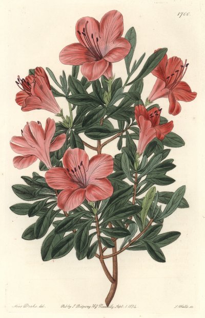Bloemisten Rhododendron of azalea - S. Watts sterk water uit een illustratie van Sarah Anne Drake (1803-1857), uit het Botanical Register door Sydenham Teast Edwards