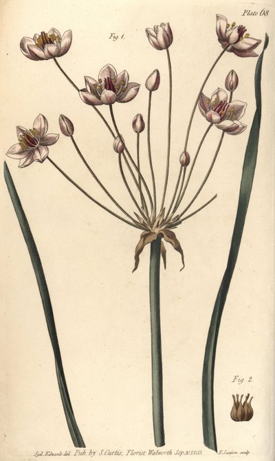 Bloeiende rus, Butomus umbellatus, Hexagynia, hermafrodiete bloem 1 en stampers 2 door Sydenham Teast Edwards