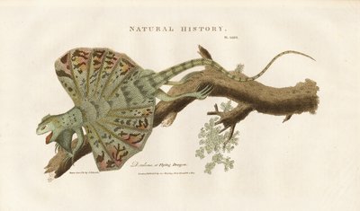 Vliegende draak op een tak door Sydenham Teast Edwards